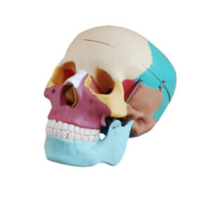 Modelo de cráneo división colores